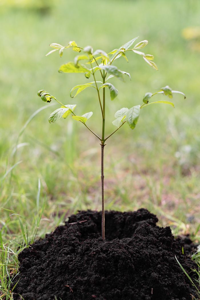 A young sapling planted in fresh soil, representing growth and environmental care.